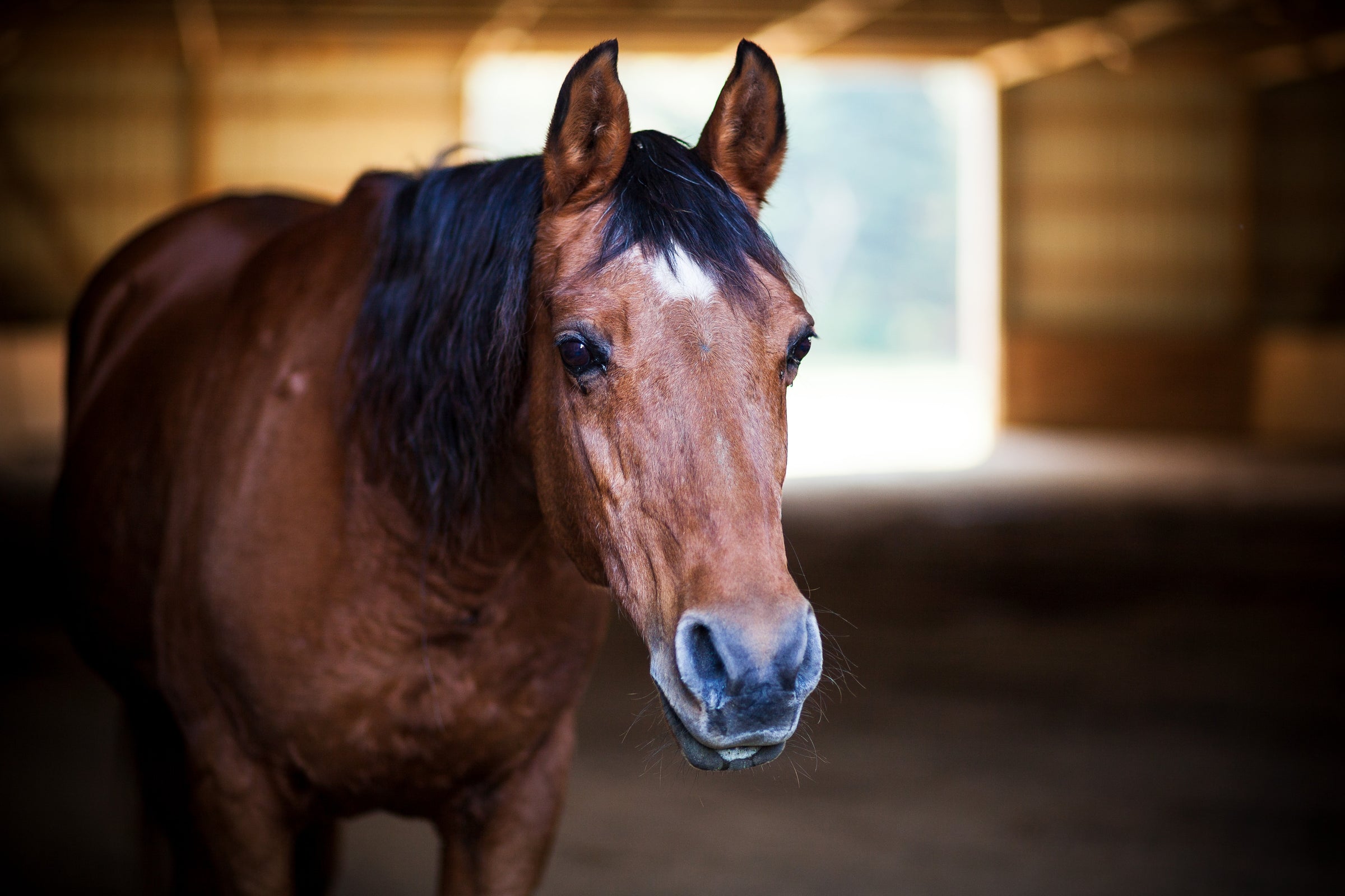 Equine