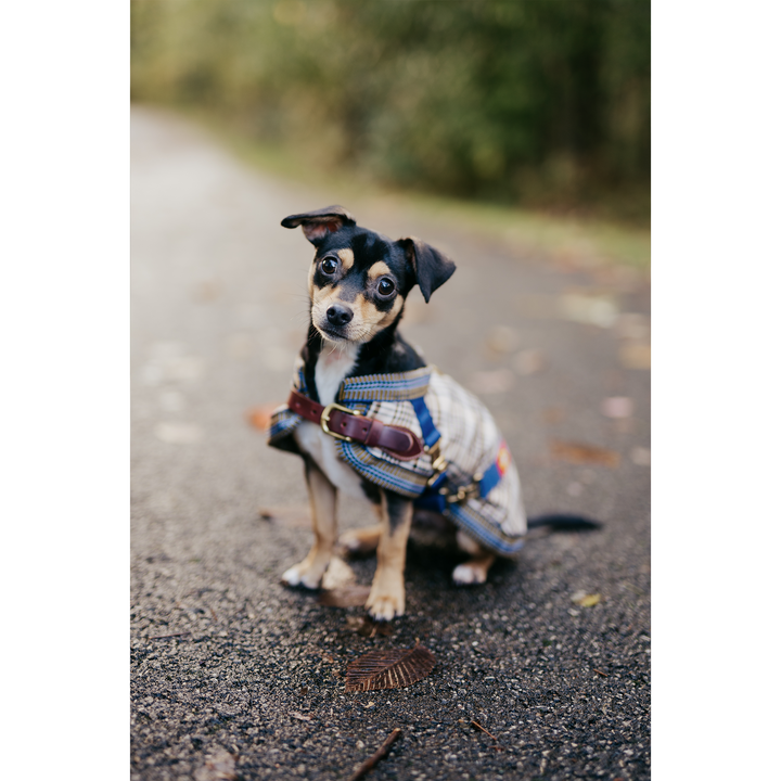 5/A Baker® Classic Dog Blanket