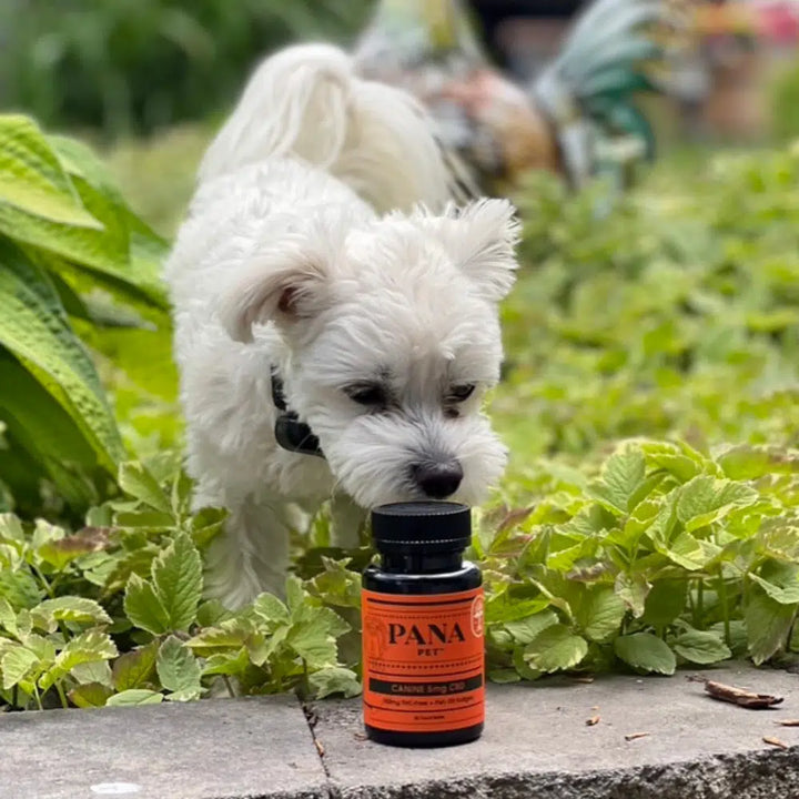 PANA PET™ Canine CBD + Fish Oil Softgels