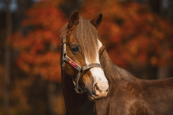 5/A Baker® Breakaway Halter